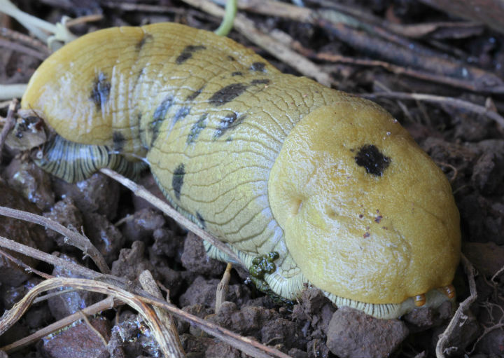 Banana Slug